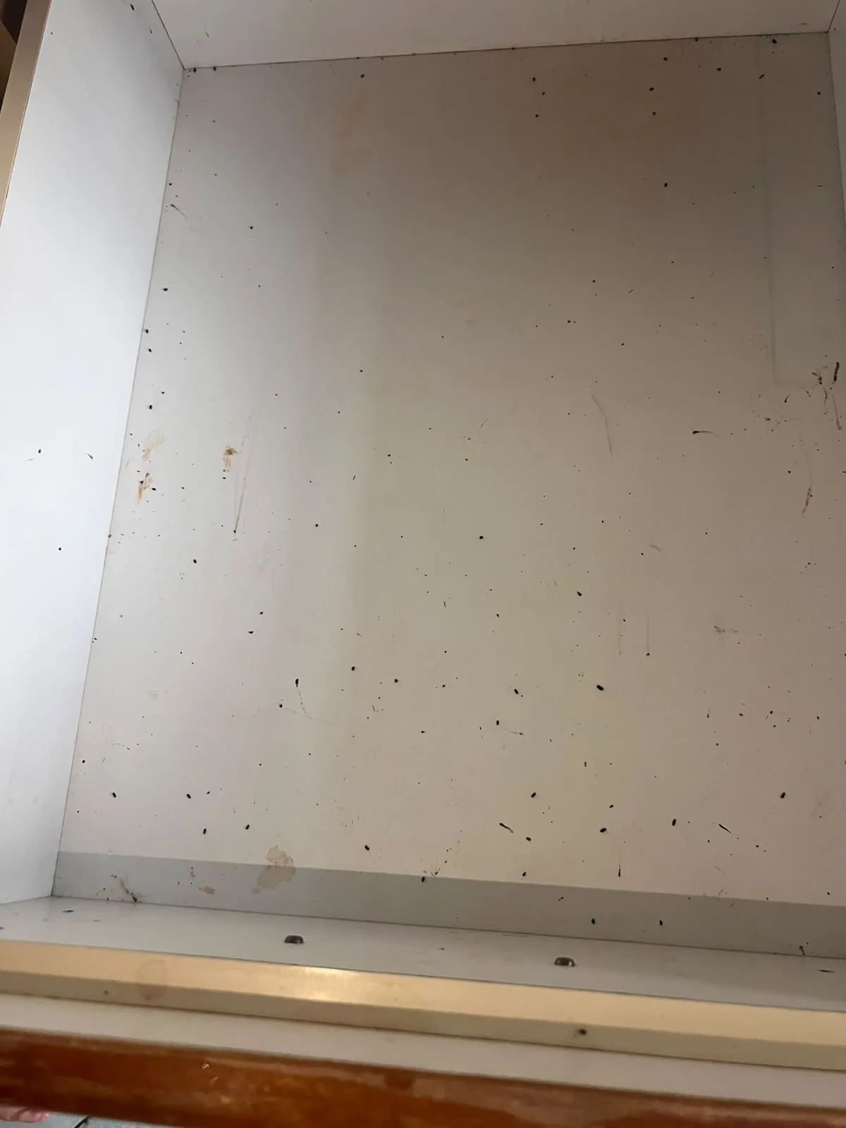 Post-tenancy before cleaning โ drawer interior with cockroach droppings and stains